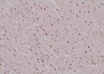 Phospho-NF2 (Ser13) Antibody in Immunohistochemistry (Paraffin) (IHC (P))