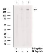 Phospho-MYH9 (Tyr754) Antibody in Western Blot (WB)