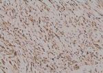 Phospho-SREBP1 (Ser338) Antibody in Immunohistochemistry (Paraffin) (IHC (P))