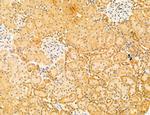 Phospho-SREBP1 (Ser338) Antibody in Immunohistochemistry (Paraffin) (IHC (P))