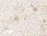 Phospho-GluR1 (Ser836) Antibody in Immunohistochemistry (Paraffin) (IHC (P))