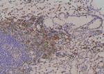 Phospho-GluR1 (Ser836) Antibody in Immunohistochemistry (Paraffin) (IHC (P))