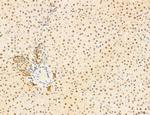 Phospho-mTOR (Ser2454) Antibody in Immunohistochemistry (Paraffin) (IHC (P))