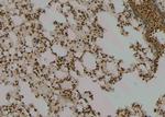 Phospho-MAPKAPK2 (Thr221, Thr222) Antibody in Immunohistochemistry (Paraffin) (IHC (P))