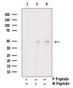 Phospho-MAPKAPK2 (Thr221, Thr222) Antibody in Western Blot (WB)