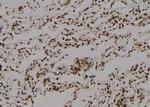 Phospho-C/EBP alpha (Thr226) Antibody in Immunohistochemistry (Paraffin) (IHC (P))