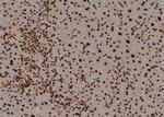 Phospho-C/EBP alpha (Thr226) Antibody in Immunohistochemistry (Paraffin) (IHC (P))