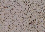 Phospho-C/EBP alpha (Thr226) Antibody in Immunohistochemistry (Paraffin) (IHC (P))