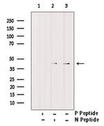 Phospho-C/EBP alpha (Thr226) Antibody in Western Blot (WB)