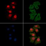 Phospho-CDK7 (Ser164) Antibody in Immunocytochemistry (ICC/IF)