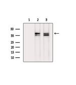 Phospho-CDK7 (Ser164) Antibody in Western Blot (WB)