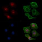 Phospho-MEK6 (Thr28) Antibody in Immunocytochemistry (ICC/IF)