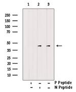 Phospho-CXCR4 (Ser338, Ser339) Antibody in Western Blot (WB)