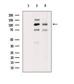 Phospho-PSD-95 (Tyr609) Antibody in Western Blot (WB)