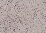 Phospho-RUNX1 (Ser397) Antibody in Immunohistochemistry (Paraffin) (IHC (P))