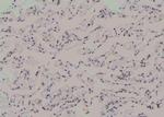 Phospho-RUNX1 (Ser397) Antibody in Immunohistochemistry (Paraffin) (IHC (P))