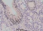 Phospho-RUNX1 (Ser397) Antibody in Immunohistochemistry (Paraffin) (IHC (P))