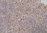 Phospho-RUNX1 (Ser397) Antibody in Immunohistochemistry (Paraffin) (IHC (P))