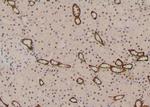 Phospho-RUNX1 (Ser397) Antibody in Immunohistochemistry (Paraffin) (IHC (P))