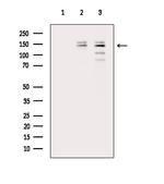 Phospho-PLCB3 (Ser1105) Antibody in Western Blot (WB)