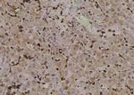 Phospho-PLCB3 (Ser1105) Antibody in Immunohistochemistry (Paraffin) (IHC (P))