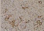 Phospho-PLCB3 (Ser1105) Antibody in Immunohistochemistry (Paraffin) (IHC (P))