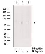 Phospho-MEF2A (Ser479) Antibody in Western Blot (WB)