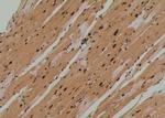 Phospho-TEK (Tyr897) Antibody in Immunohistochemistry (Paraffin) (IHC (P))