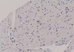 Phospho-MEF2C (Ser459) Antibody in Immunohistochemistry (Paraffin) (IHC (P))