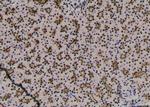 Phospho-MEF2C (Ser459) Antibody in Immunohistochemistry (Paraffin) (IHC (P))