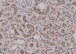 Phospho-MEF2C (Ser459) Antibody in Immunohistochemistry (Paraffin) (IHC (P))