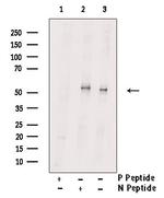 Phospho-MEF2C (Ser459) Antibody in Western Blot (WB)