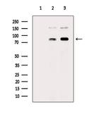 Phospho-FOXM1 (Thr600) Antibody in Western Blot (WB)