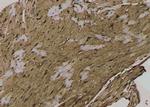 Phospho-Acetyl-CoA Carboxylase (Thr1196) Antibody in Immunohistochemistry (Paraffin) (IHC (P))