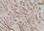 Phospho-PLD1 (Ser561) Antibody in Immunohistochemistry (Paraffin) (IHC (P))