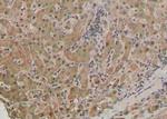 Phospho-PLD1 (Ser561) Antibody in Immunohistochemistry (Paraffin) (IHC (P))