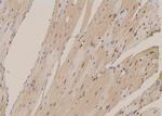 Phospho-PLD1 (Ser561) Antibody in Immunohistochemistry (Paraffin) (IHC (P))