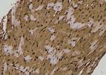 Phospho-CaMKII alpha/beta/delta (Ser235) Antibody in Immunohistochemistry (Paraffin) (IHC (P))