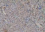 Phospho-RUNX2 (Ser275) Antibody in Immunohistochemistry (Paraffin) (IHC (P))