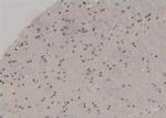 Phospho-RUNX2 (Ser275) Antibody in Immunohistochemistry (Paraffin) (IHC (P))