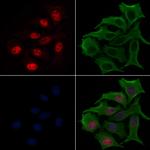 Phospho-RUNX2 (Ser275) Antibody in Immunocytochemistry (ICC/IF)