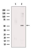 Phospho-RUNX2 (Ser28) Antibody in Western Blot (WB)