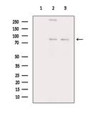 Phospho-GIT2 (Tyr393) Antibody in Western Blot (WB)