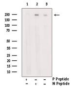 Phospho-NuMA (Ser169) Antibody in Western Blot (WB)