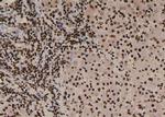 Phospho-NCF4 (Tyr243) Antibody in Immunohistochemistry (Paraffin) (IHC (P))