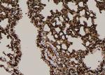 Phospho-NCF4 (Tyr243) Antibody in Immunohistochemistry (Paraffin) (IHC (P))