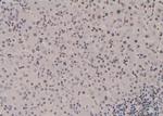 Phospho-NCOA2 (Ser698, Ser699) Antibody in Immunohistochemistry (Paraffin) (IHC (P))