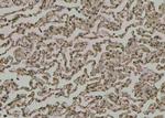 Phospho-STING (Ser366) Antibody in Immunohistochemistry (Paraffin) (IHC (P))