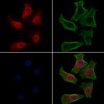 Phospho-PRAK (Ser354) Antibody in Immunocytochemistry (ICC/IF)