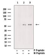 Phospho-MLKL (Ser125) Antibody in Western Blot (WB)